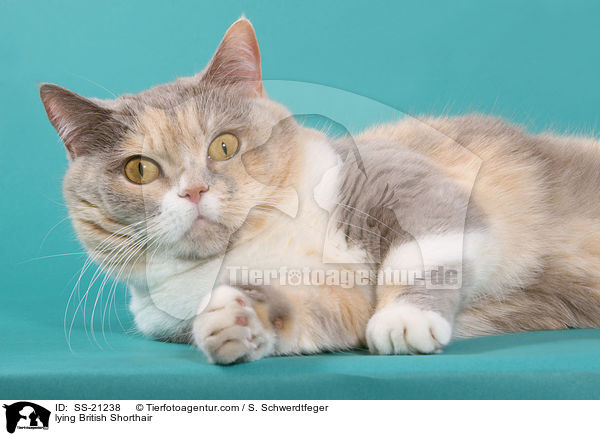 Britisch Kurzhaar / British Shorthair / SS-21238