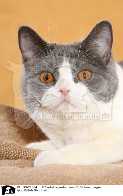 Britisch Kurzhaar / British Shorthair / SS-21884