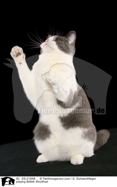 spielende Britisch Kurzhaar / playing British Shorthair / SS-21898