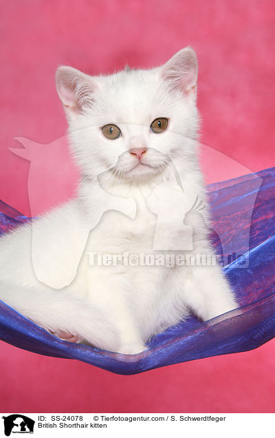 Britisch Kurzhaar Ktzchen / British Shorthair kitten / SS-24078