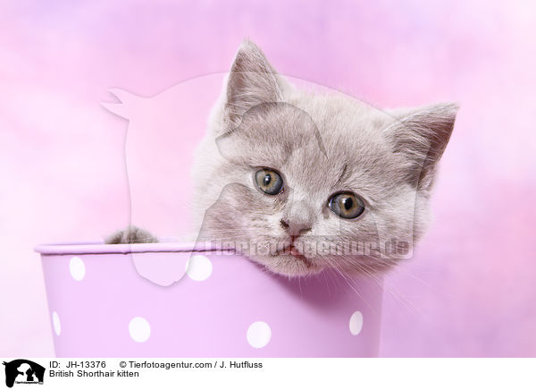 Britisch Kurzhaar Ktzchen / British Shorthair kitten / JH-13376