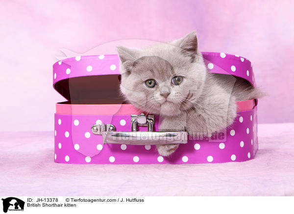 British Shorthair kitten / JH-13378