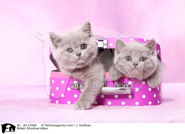 British Shorthair kitten / JH-13380