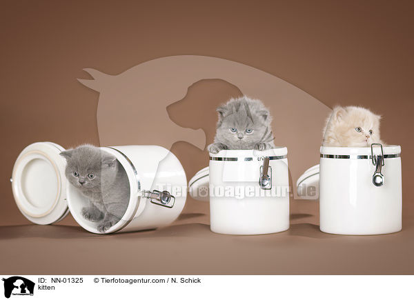 kitten / NN-01325