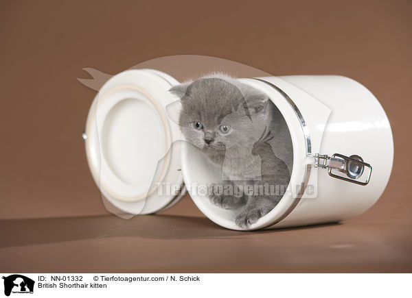 British Shorthair kitten / NN-01332