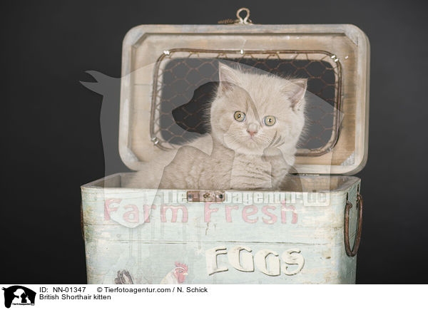 British Shorthair kitten / NN-01347