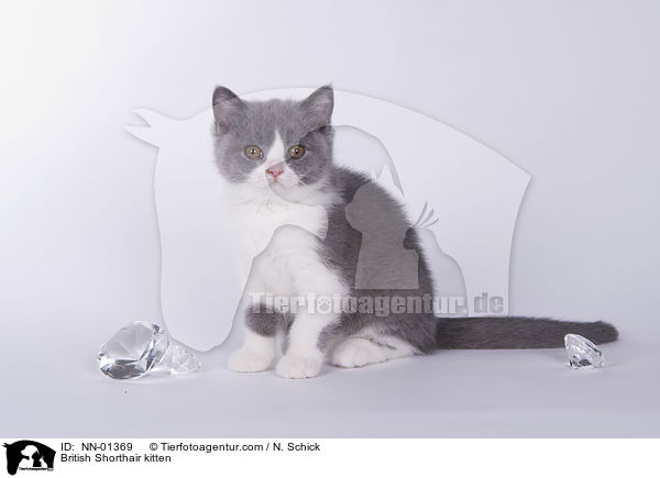 Britisch Kurzhaar Ktzchen / British Shorthair kitten / NN-01369