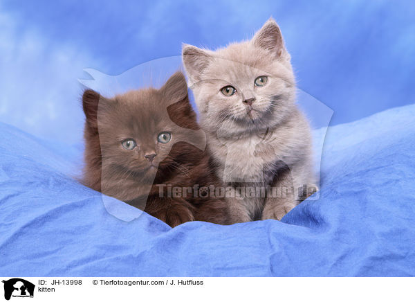 kitten / JH-13998