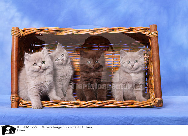 kitten / JH-13999