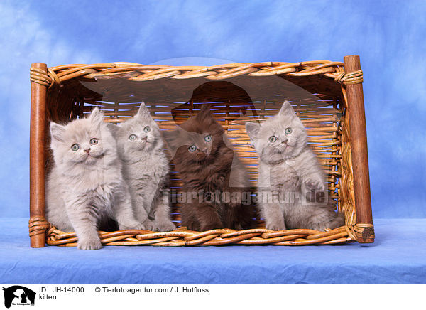 kitten / JH-14000