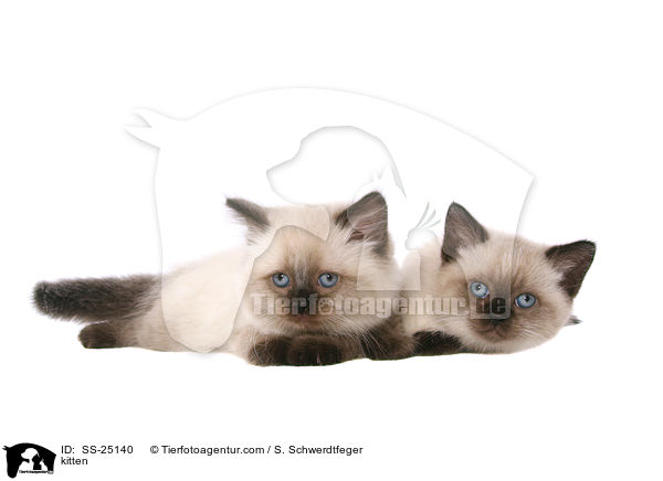 kitten / SS-25140