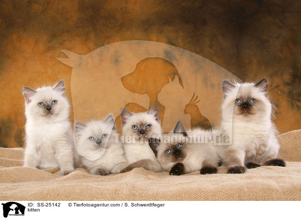 kitten / SS-25142