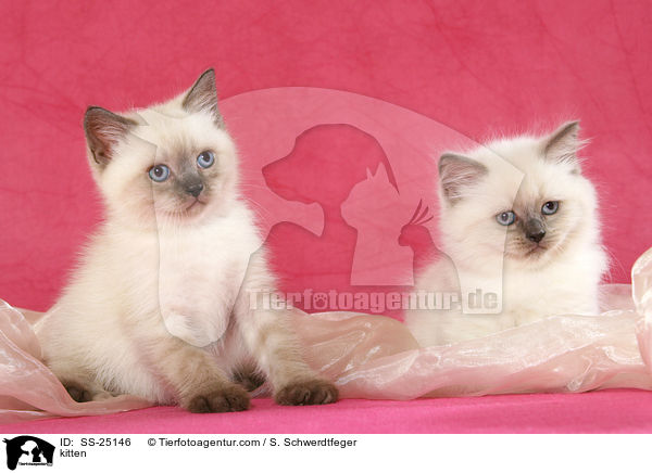 kitten / SS-25146