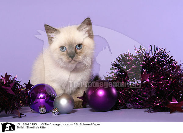 Britisch Kurzhaar Ktzchen / British Shorthair kitten / SS-25193