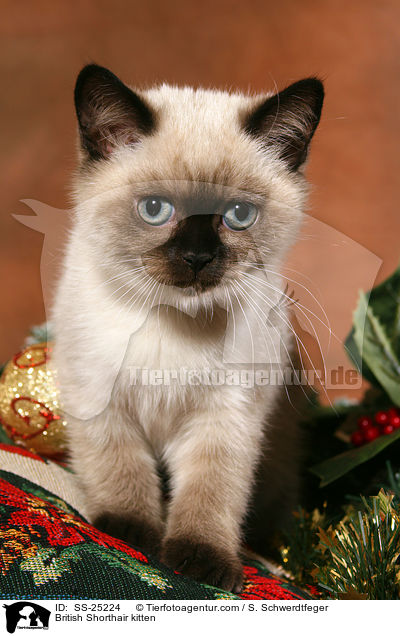 Britisch Kurzhaar Ktzchen / British Shorthair kitten / SS-25224