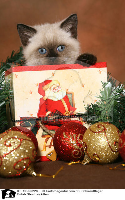 Britisch Kurzhaar Ktzchen / British Shorthair kitten / SS-25228
