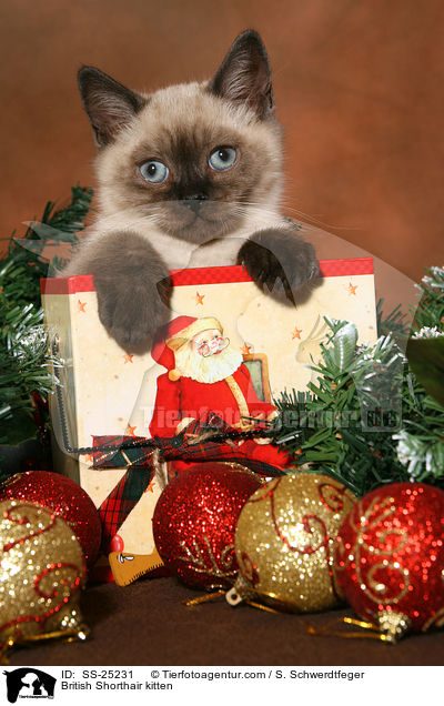 Britisch Kurzhaar Ktzchen / British Shorthair kitten / SS-25231