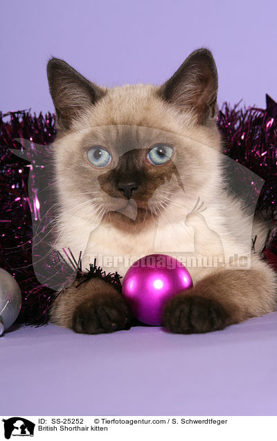 Britisch Kurzhaar Ktzchen / British Shorthair kitten / SS-25252