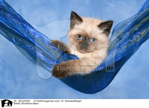 Britisch Kurzhaar Ktzchen / British Shorthair kitten / SS-25255