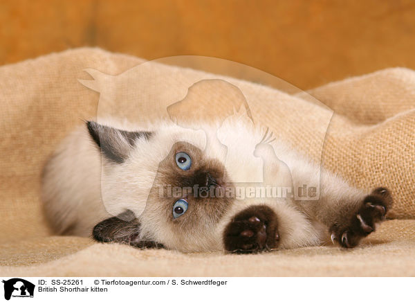 Britisch Kurzhaar Ktzchen / British Shorthair kitten / SS-25261