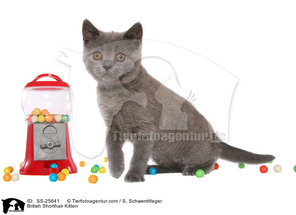 Britisch Kurzhaar Ktzchen / British Shorthair Kitten / SS-25641