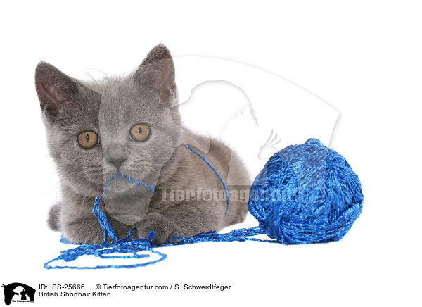 British Shorthair Kitten / SS-25666