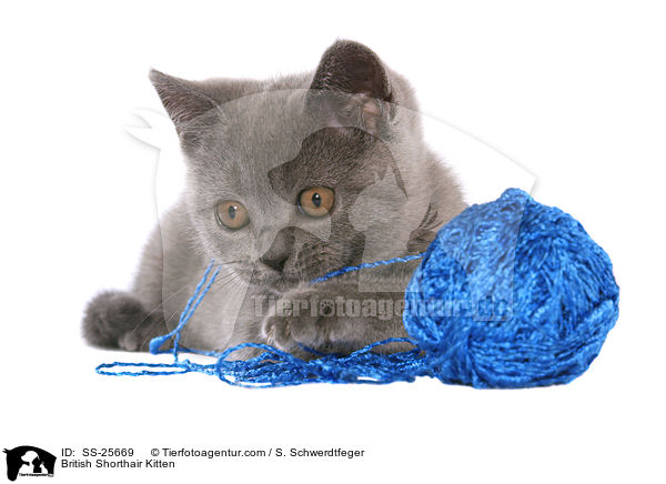 British Shorthair Kitten / SS-25669