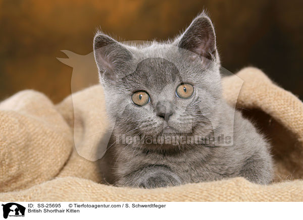 Britisch Kurzhaar Ktzchen / British Shorthair Kitten / SS-25695