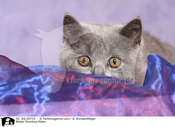 Britisch Kurzhaar Ktzchen / British Shorthair Kitten / SS-25703