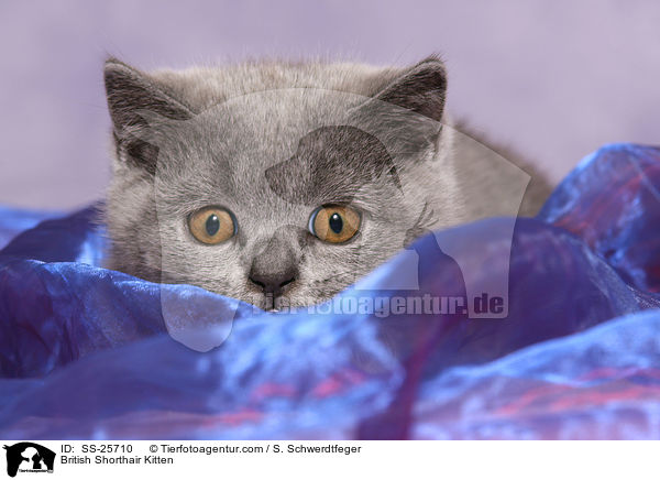 Britisch Kurzhaar Ktzchen / British Shorthair Kitten / SS-25710