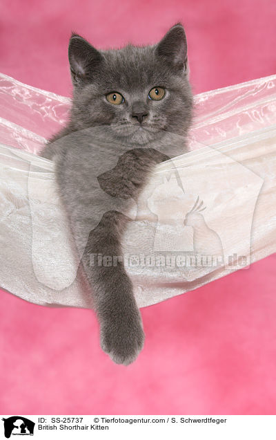 Britisch Kurzhaar Ktzchen / British Shorthair Kitten / SS-25737