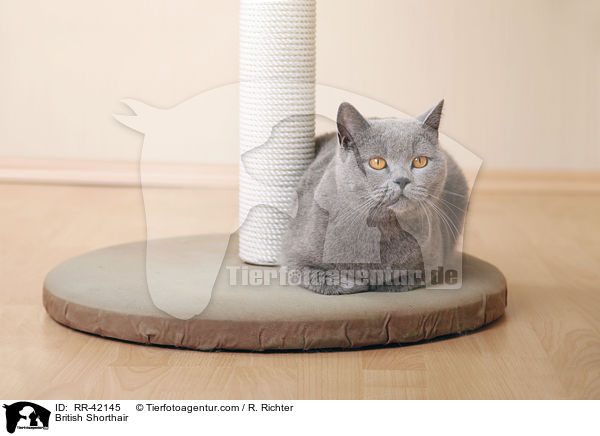 Britisch Kurzhaar / British Shorthair / RR-42145