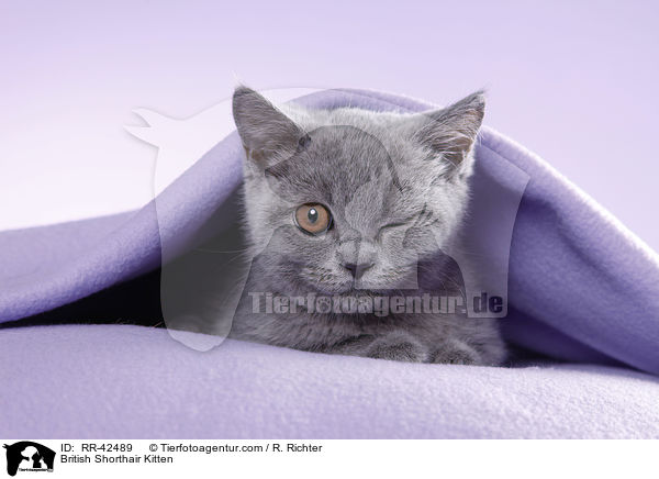British Shorthair Kitten / RR-42489