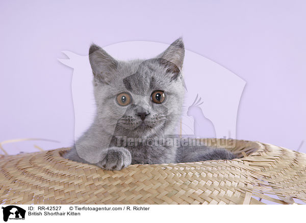 Britisch Kurzhaar Ktzchen / British Shorthair Kitten / RR-42527