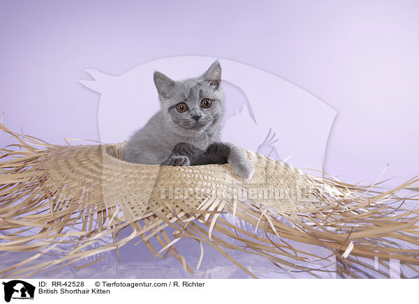 Britisch Kurzhaar Ktzchen / British Shorthair Kitten / RR-42528