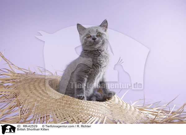 Britisch Kurzhaar Ktzchen / British Shorthair Kitten / RR-42529