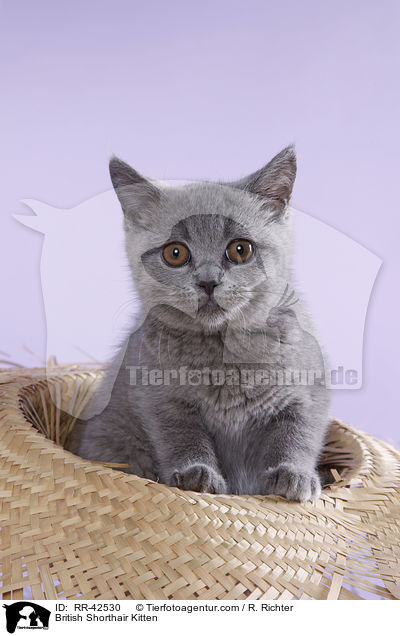 Britisch Kurzhaar Ktzchen / British Shorthair Kitten / RR-42530