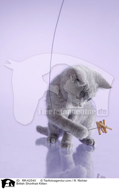 Britisch Kurzhaar Ktzchen / British Shorthair Kitten / RR-42540