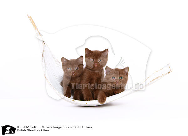 British Shorthair kitten / JH-15946