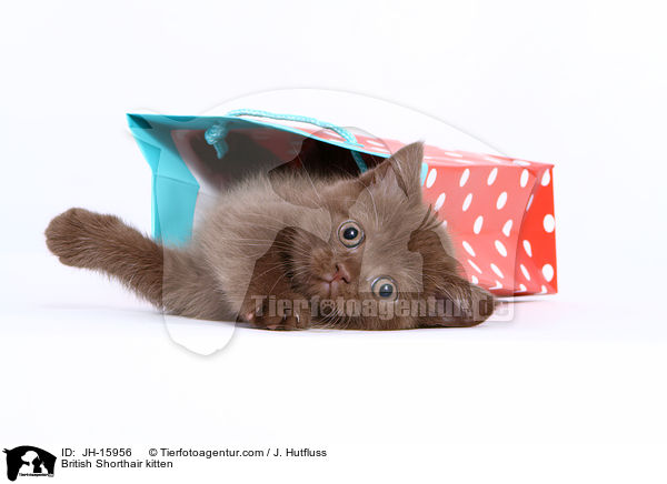 British Shorthair kitten / JH-15956