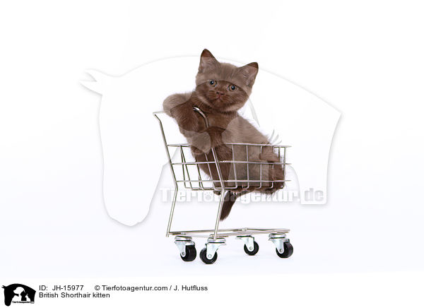 Britisch Kurzhaar Ktzchen / British Shorthair kitten / JH-15977