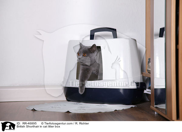 Britisch Kurzhaar in Katzentoilette / British Shorthair in cat litter box / RR-46895