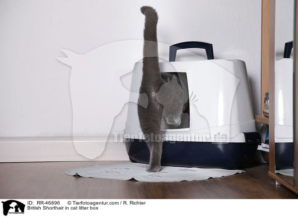 Britisch Kurzhaar geht auf Katzentoilette / British Shorthair in cat litter box / RR-46896