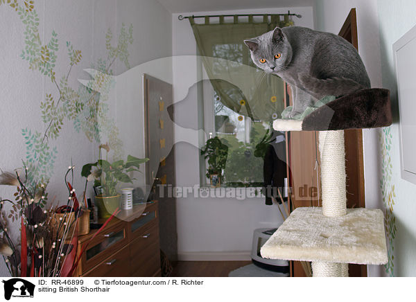 sitzende Britisch Kurzhaar / sitting British Shorthair / RR-46899