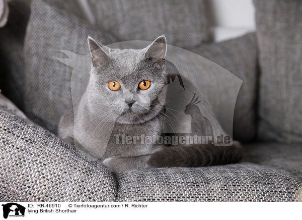 liegende Britisch Kurzhaar / lying British Shorthair / RR-46910