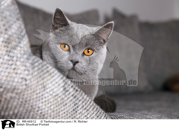 Britisch Kurzhaar Portrait / British Shorthair Portrait / RR-46912