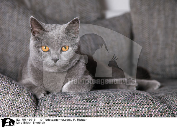 liegende Britisch Kurzhaar / lying British Shorthair / RR-46915