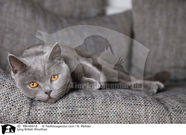 liegende Britisch Kurzhaar / lying British Shorthair / RR-46918