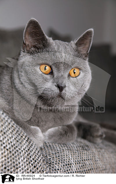 liegende Britisch Kurzhaar / lying British Shorthair / RR-46924