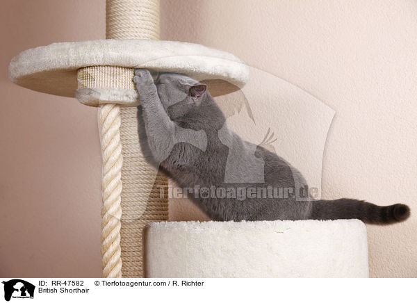 Britisch Kurzhaar beim krallen schrfen / British Shorthair / RR-47582